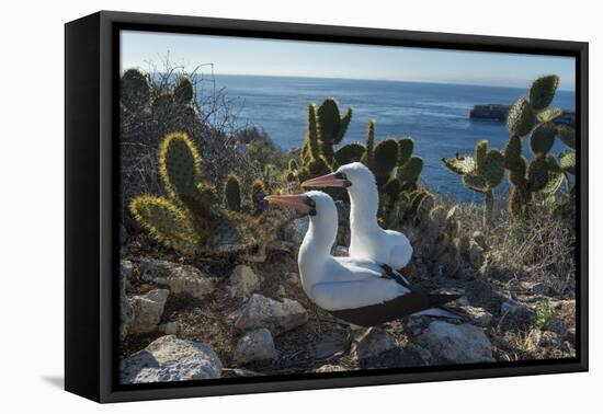 Nazca booby pair amongst Prickly pear cacti, Galapagos-Tui De Roy-Framed Stretched Canvas
