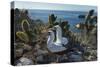 Nazca booby pair amongst Prickly pear cacti, Galapagos-Tui De Roy-Stretched Canvas