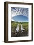 Nazca booby pair billing, Genovesa Island, Galapagos-Tui De Roy-Framed Photographic Print