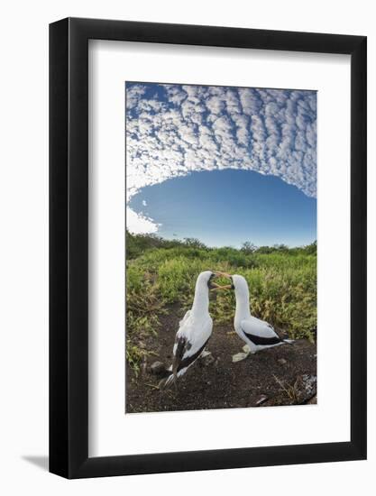 Nazca booby pair billing, Genovesa Island, Galapagos-Tui De Roy-Framed Photographic Print