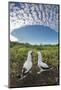 Nazca booby pair billing, Genovesa Island, Galapagos-Tui De Roy-Mounted Photographic Print