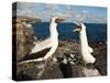 Nazca Booby (Sula Dactylatra), Suarez Point, Isla Espanola, Galapagos Islands, Ecuador-Michael DeFreitas-Stretched Canvas