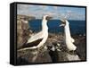 Nazca Booby (Sula Dactylatra), Suarez Point, Isla Espanola, Galapagos Islands, Ecuador-Michael DeFreitas-Framed Stretched Canvas