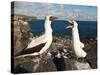 Nazca Booby (Sula Dactylatra), Suarez Point, Isla Espanola, Galapagos Islands, Ecuador-Michael DeFreitas-Stretched Canvas