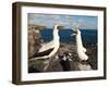 Nazca Booby (Sula Dactylatra), Suarez Point, Isla Espanola, Galapagos Islands, Ecuador-Michael DeFreitas-Framed Photographic Print