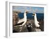 Nazca Booby (Sula Dactylatra), Suarez Point, Isla Espanola, Galapagos Islands, Ecuador-Michael DeFreitas-Framed Photographic Print