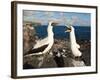 Nazca Booby (Sula Dactylatra), Suarez Point, Isla Espanola, Galapagos Islands, Ecuador-Michael DeFreitas-Framed Photographic Print