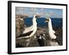 Nazca Booby (Sula Dactylatra), Suarez Point, Isla Espanola, Galapagos Islands, Ecuador-Michael DeFreitas-Framed Photographic Print