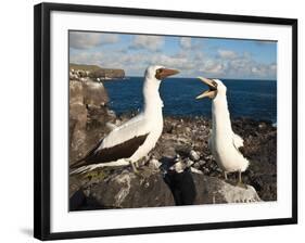 Nazca Booby (Sula Dactylatra), Suarez Point, Isla Espanola, Galapagos Islands, Ecuador-Michael DeFreitas-Framed Photographic Print