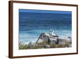 Nazca Booby (Sula Granti)-G and M Therin-Weise-Framed Photographic Print