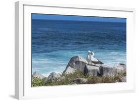 Nazca Booby (Sula Granti)-G and M Therin-Weise-Framed Photographic Print