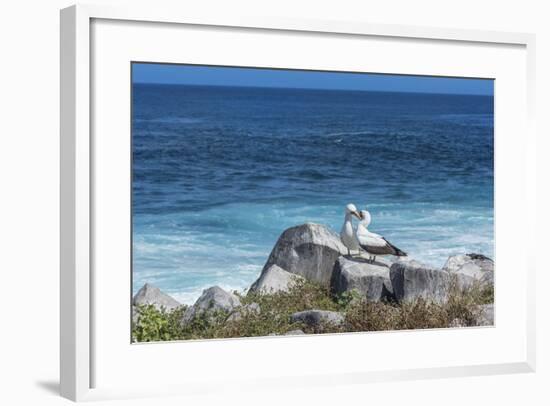 Nazca Booby (Sula Granti)-G and M Therin-Weise-Framed Photographic Print