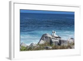 Nazca Booby (Sula Granti)-G and M Therin-Weise-Framed Photographic Print