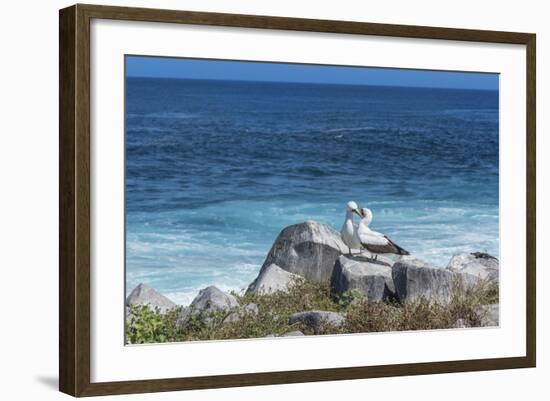 Nazca Booby (Sula Granti)-G and M Therin-Weise-Framed Photographic Print