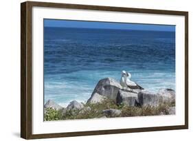 Nazca Booby (Sula Granti)-G and M Therin-Weise-Framed Photographic Print