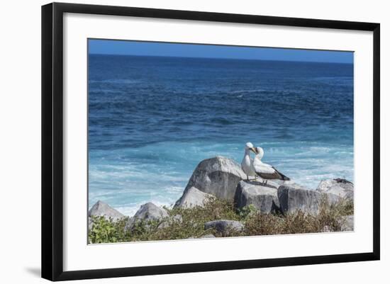 Nazca Booby (Sula Granti)-G and M Therin-Weise-Framed Photographic Print