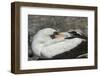 Nazca Booby (Sula Granti)-G and M Therin-Weise-Framed Photographic Print