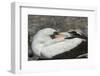 Nazca Booby (Sula Granti)-G and M Therin-Weise-Framed Photographic Print