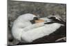 Nazca Booby (Sula Granti)-G and M Therin-Weise-Mounted Photographic Print