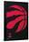 NBA Toronto Raptors - Logo 18-Trends International-Framed Poster