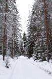 Winter Forest and A Snow Road-nblx-Photographic Print