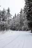 Winter Forest and A Snow Road-nblx-Photographic Print