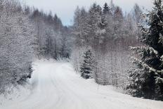 Winter Forest-nblx-Photographic Print