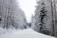 Winter Forest and A Snow Road-nblx-Stretched Canvas