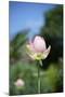 NC State Garden's Raleigh, NC-Gary Carter-Mounted Photographic Print