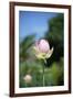 NC State Garden's Raleigh, NC-Gary Carter-Framed Photographic Print