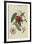 Neal's Early Purple Peach-William Hooker-Framed Art Print