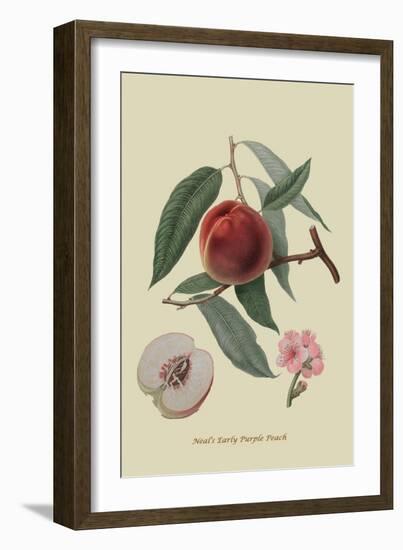 Neal's Early Purple Peach-William Hooker-Framed Art Print