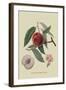 Neal's Early Purple Peach-William Hooker-Framed Art Print