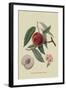 Neal's Early Purple Peach-William Hooker-Framed Art Print