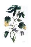 Gossypium - Cotton Plant, 1823-Neale and Son-Giclee Print
