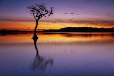 Sunset, lone tree in Milarrochy Bay, Loch Lomond and the Trossachs National Park, Balmaha, Stirling-Neale Clark-Photographic Print