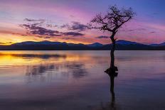 Sunset, lone tree in Milarrochy Bay, Loch Lomond and the Trossachs National Park, Balmaha, Stirling-Neale Clark-Photographic Print