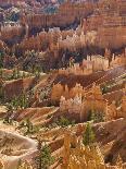 Backlit Sandstone Hoodoos in Bryce Amphitheater, Bryce Canyon National Park, Utah, USA-Neale Clarke-Photographic Print