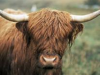 Highland Cow, Near Elgol, Isle of Skye, Highland Region, Scotland, United Kingdom-Neale Clarke-Photographic Print