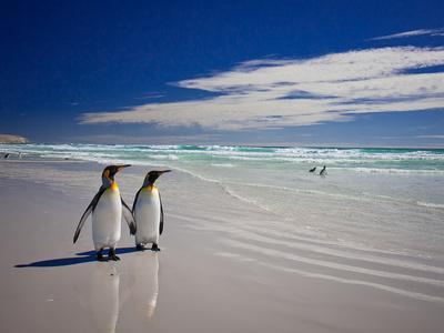 King Penguins At Volunteer Point On The Falkland Islands