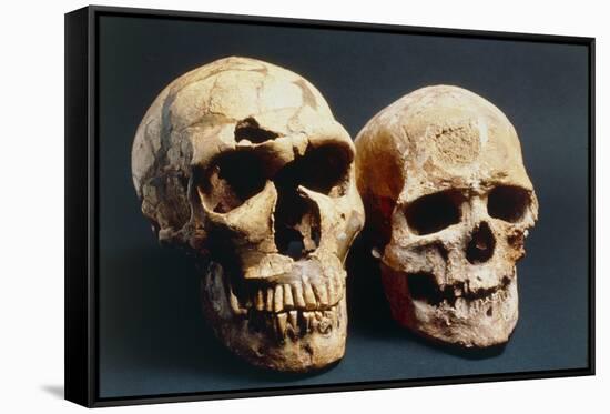 Neanderthal And Cro-Magnon 1 Skulls-John Reader-Framed Stretched Canvas