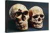 Neanderthal And Cro-Magnon 1 Skulls-John Reader-Stretched Canvas