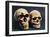 Neanderthal And Cro-Magnon 1 Skulls-John Reader-Framed Photographic Print