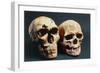 Neanderthal And Cro-Magnon 1 Skulls-John Reader-Framed Photographic Print