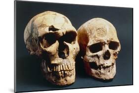 Neanderthal And Cro-Magnon 1 Skulls-John Reader-Mounted Photographic Print
