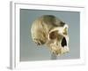 Neanderthal Man Skull-null-Framed Giclee Print