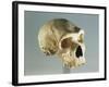 Neanderthal Man Skull-null-Framed Giclee Print