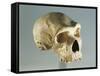 Neanderthal Man Skull-null-Framed Stretched Canvas