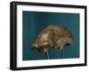 Neanderthal Man Skull-null-Framed Giclee Print