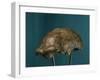 Neanderthal Man Skull-null-Framed Giclee Print